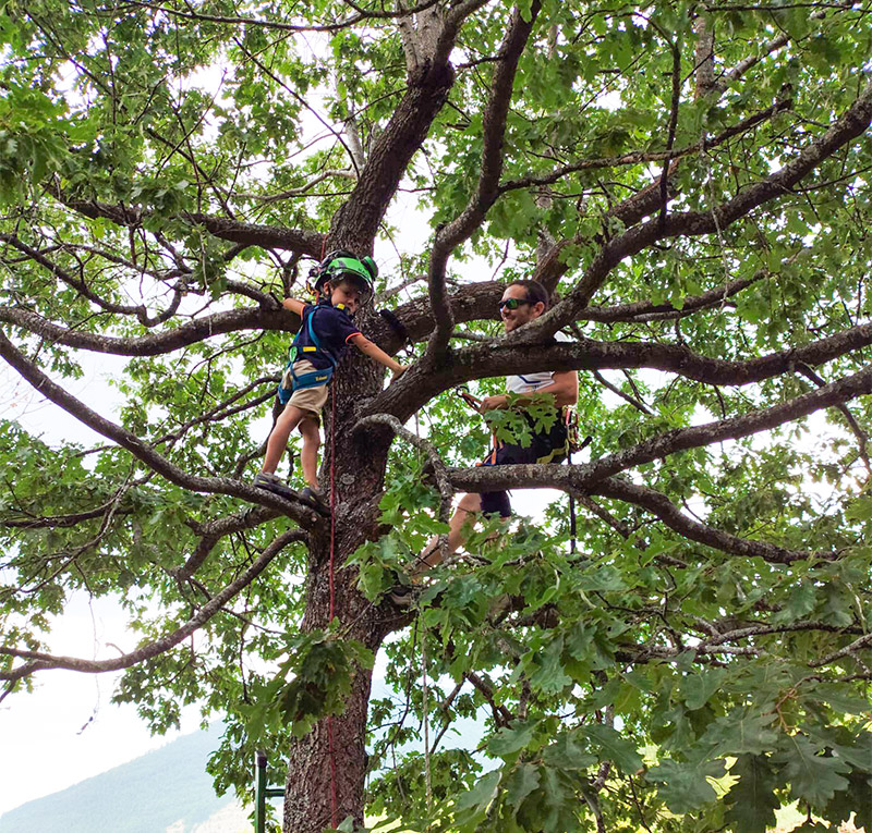 tree-experience-3-1